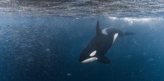 Killer Whales Target Yachts in Resumed Attacks | Giga Gears